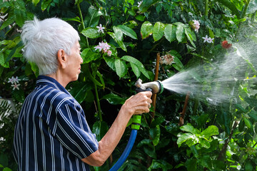 Senior asian woman watering the garden with hose in home garden.