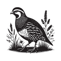 vector illustration of a bird
