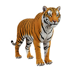 Obraz premium Realistic Tiger – Standing Pose – Wild Big Cat Animal Clipart