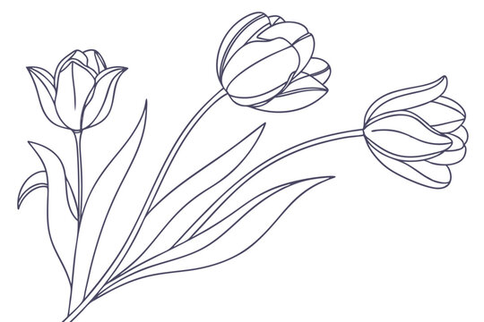 Elegant  set of one line tulips hand drawn contuor drowing 