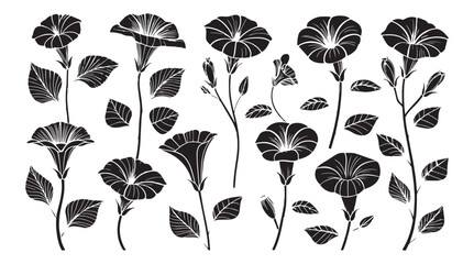 Collection of elegant black and white morning glory flower silhouettes with detailed petals and leaves