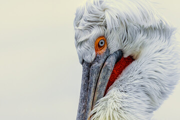 Dalmatian Pelican of Kerkini Lake