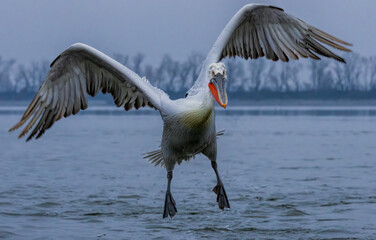Dalmatian Pelican of Kerkini Lake