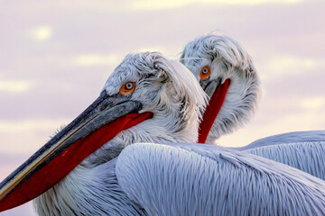 Dalmatian Pelican of Kerkini Lake