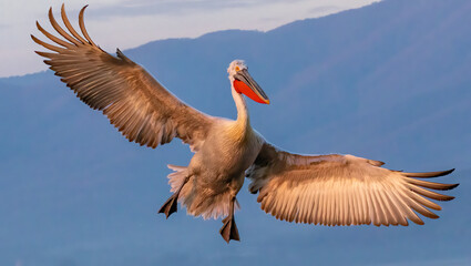 Dalmatian Pelican of Kerkini Lake