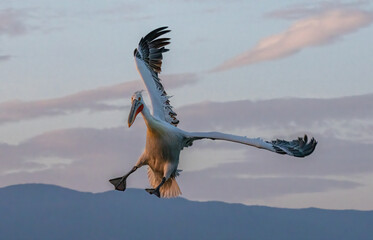 Dalmatian Pelican of Kerkini Lake