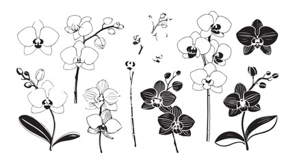 Collection of elegant orchid illustrations in a detailed line art silhouette style