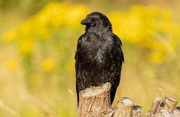Carrion Crow (Corvus corone) in natural habitat