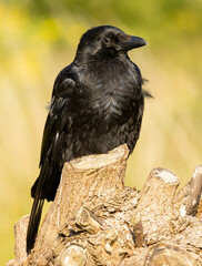 Carrion Crow (Corvus corone) in natural habitat
