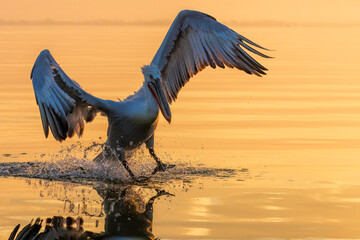 Dalmatian Pelican of Kerkini Lake