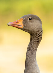 Graylag geese (Anser anser) in a natural habitat