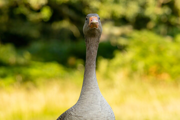 Graylag geese (Anser anser) in a natural habitat