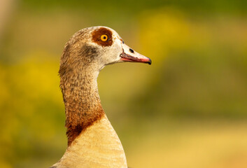 Egyptian Goose (Alopochen aegyptiaca) close up