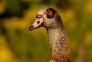 Egyptian Goose (Alopochen aegyptiaca) close up