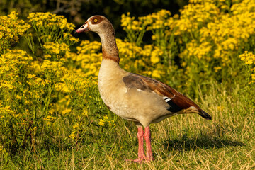 Egyptian Goose (Alopochen aegyptiaca) close up
