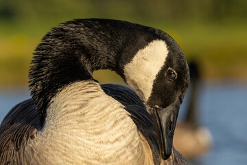 Canada Goose (Branta canadensis) close up