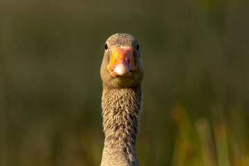 Graylag geese (Anser anser) in a natural habitat