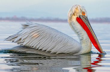 Dalmatian Pelican of Kerkini Lake