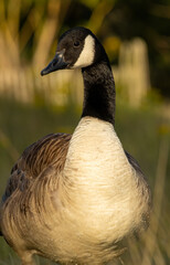 Canada Goose (Branta canadensis) close up