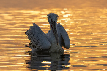 Dalmatian Pelican of Kerkini Lake