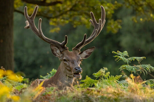 Red deer (Cervus elaphus) in to the wild