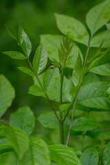 Young ash tree shoot with fresh leaves, captured in close-up under natural outdoor light, showing delicate texture and vibrant spring growth. 
