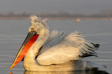 Dalmatian Pelican of Kerkini Lake