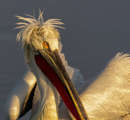 Dalmatian Pelican of Kerkini Lake