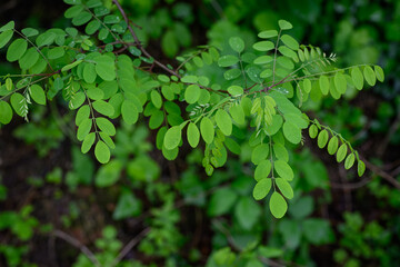 Close-up of fresh green acacia leaves on a branch, showing delicate texture and vibrant spring growth in natural outdoor light. 
