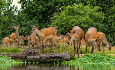 Group of female Red deers (Cervus elaphus) close to water body