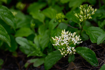 Small white flowers of bloody dogwood (Cornus sanguinea) with green leaves on a branch, captured in...