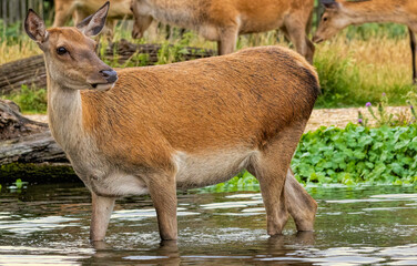 Female Red deer (Cervus elaphus) cooling in the water
