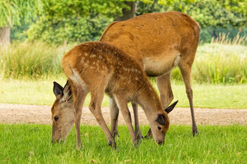Female and young Red deer (Cervus elaphus) grazing in to the wild