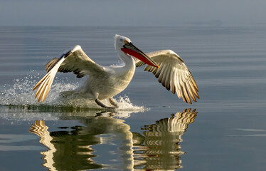 Dalmatian Pelican of Kerkini Lake