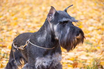 Schnauzer dog in profile view, realistic photo style, on a blurred background of fallen yellow...