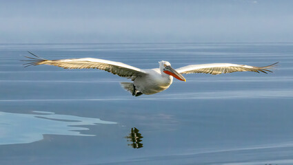 Dalmatian Pelican of Kerkini Lake