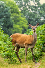 Fototapeta premium Female Red deer (Cervus elaphus) in to the wild