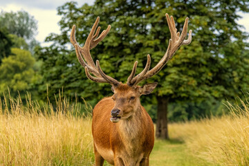 Red deer (Cervus elaphus) in to the wild