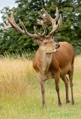 Red deer (Cervus elaphus) in to the wild