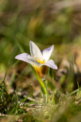 Romulea bulbocodium flowering in early spring time