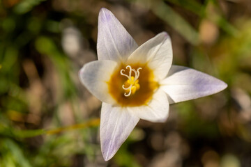 Romulea bulbocodium flowering in early spring time