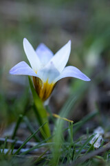 Romulea bulbocodium flowering in early spring time