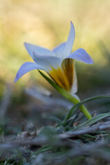 Romulea bulbocodium flowering in early spring time