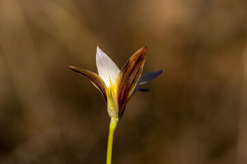 Romulea bulbocodium flowering in early spring time