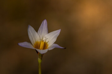 Romulea bulbocodium flowering in early spring time