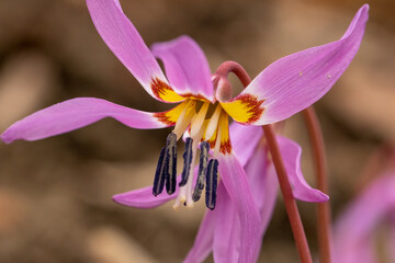 Erythronium dens-canis, the dog's-tooth-violet or dogtooth violet flowering in early spring time