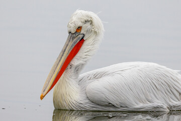 Dalmatian Pelican of Kerkini Lake