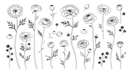 Collection of delicate hand drawn ranunculus flowers and buds in a detailed silhouette style