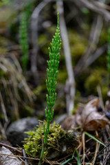 Freshly grown field horsetail (Equisetum arvense) in close-up with morning dew droplets, highlighting its fine texture and delicate green stems in soft natural light.

