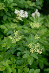 Young flowers of elderberry (Sambucus nigra) with beautifully green leaves, captured in natural...